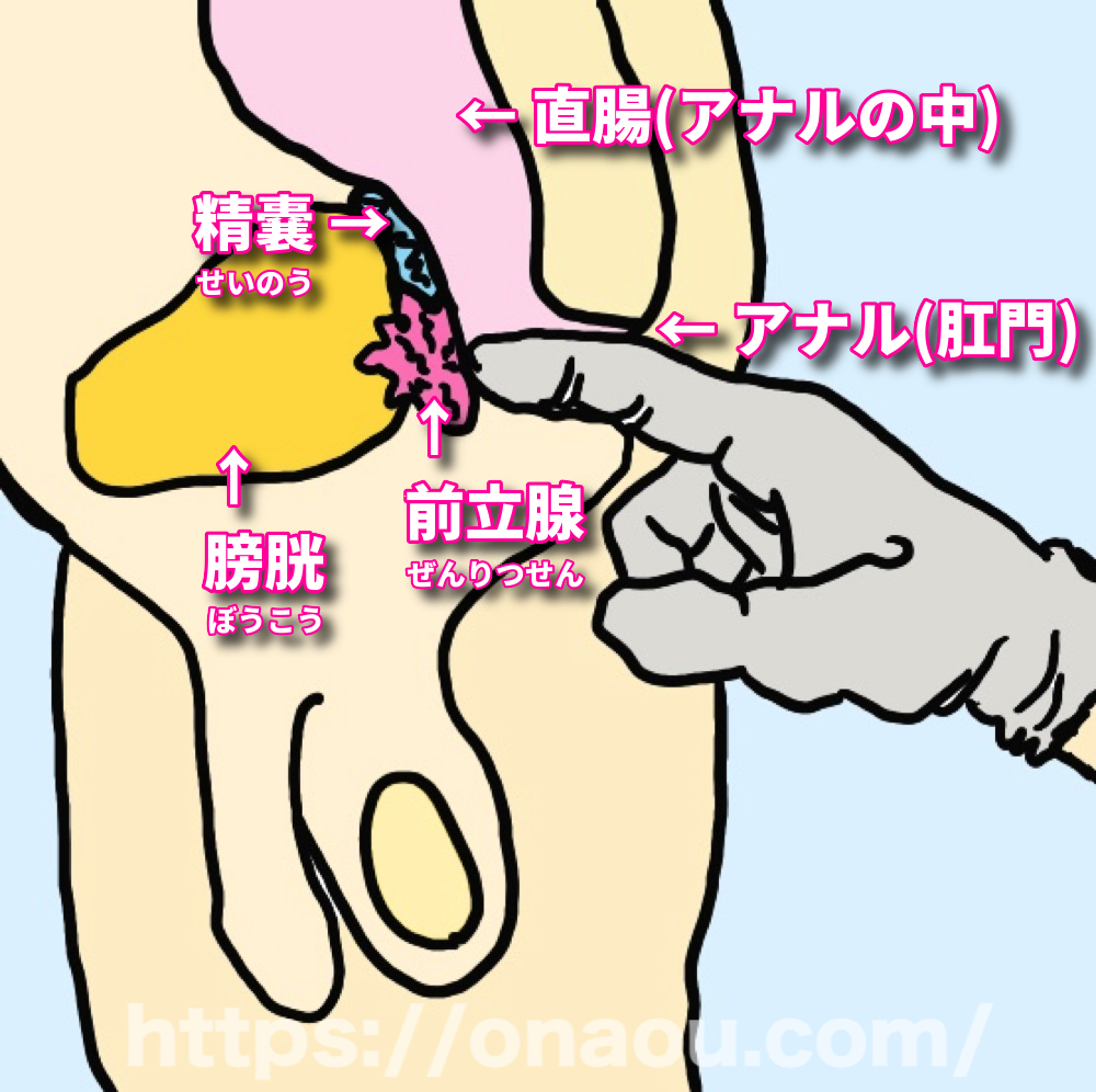 【図解】アナル内部・前立腺の場所